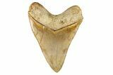 Serrated, Fossil Megalodon Tooth - Indonesia #279226-2